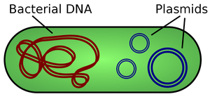 Diagram of bacterial chromosome and plasmids
