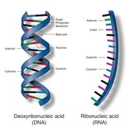 DNA and RNA structure comparison