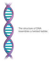 DNA double helix structure