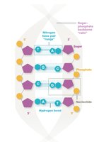 Base pairing in DNA