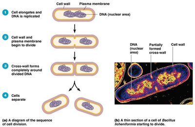 Diagram of binary fission and cell division in bacteria