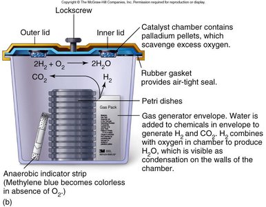 Anaerobic jar with gas generator system