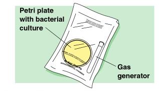 CO2 packet for microaerophilic growth