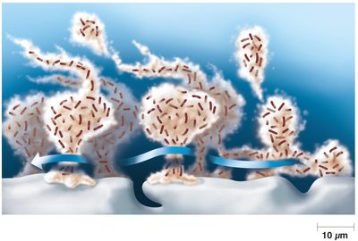 Biofilm formation and structure