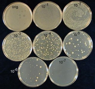 Dilution series of E. coli culture