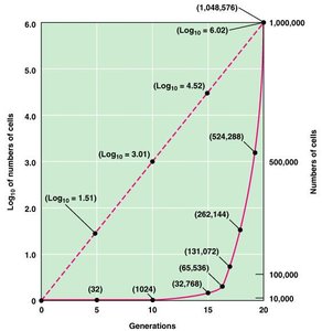 Logarithmic growth curve of bacterial population