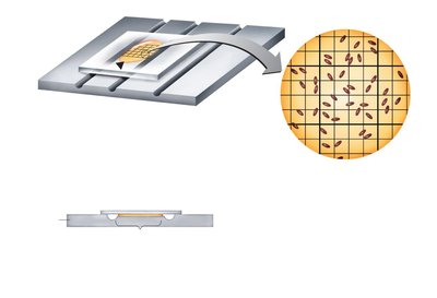 Direct microscopic count using Petroff-Hausser cell counter