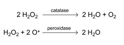 Catalase and peroxidase reactions for detoxifying hydrogen peroxide