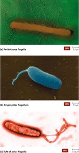 Bacterial flagella structure