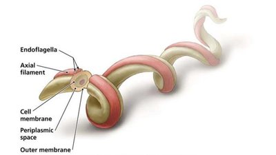 Flagella arrangements