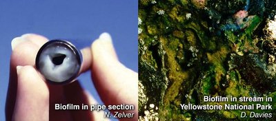 Fimbriae and flagella on bacteria