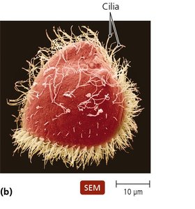 Hamus structure in archaea
