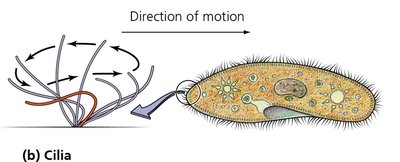 Cilia on eukaryotic cell