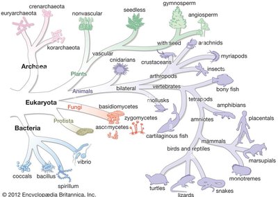 Tree of life showing domains and major groups