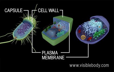 Cilia movement and direction