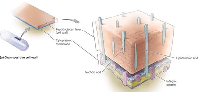 Bacterial cell shapes: cocci and bacilli