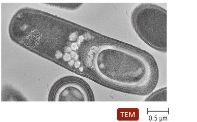 Endospore structure in bacteria