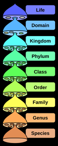 Biological classification hierarchy