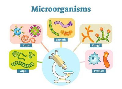 Types of microorganisms