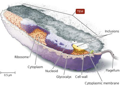 Prokaryotic cell structure