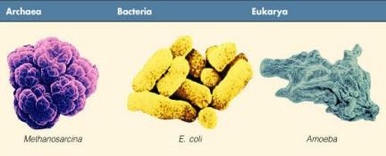 Archaea, Bacteria, Eukarya cell morphology