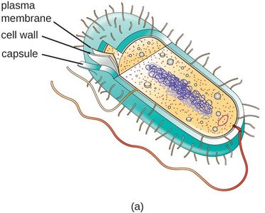 Bacterial cell with capsule