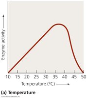Graph showing effect of temperature on enzyme activity