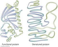 Diagram showing functional and denatured protein structures