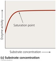 Graph showing effect of substrate concentration on enzyme activity