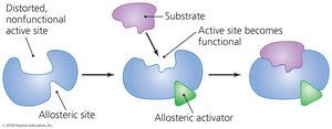 Diagram of allosteric activation of an enzyme