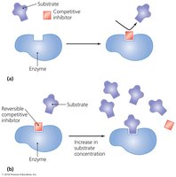 Diagram of competitive inhibition of enzyme activity
