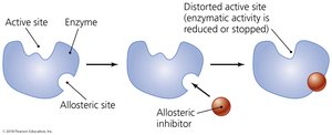 Diagram of noncompetitive inhibition at an allosteric site