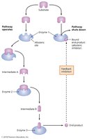 Diagram of feedback inhibition in a metabolic pathway