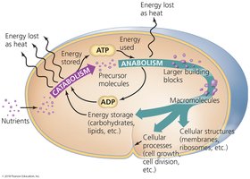 Cellular overview of catabolism and anabolism, showing energy flow and macromolecule synthesis