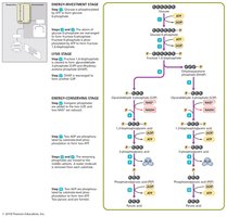 Diagram of glycolysis by the EMP pathway