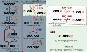 Detailed steps of glycolysis