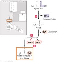 Diagram of the pyruvate dehydrogenase complex