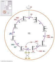 Diagram of the Krebs cycle