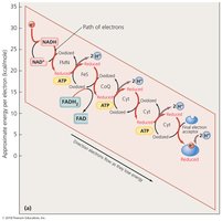Diagram of electron transport chain molecules