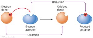 Diagram of oxidation-reduction reactions showing electron transfer