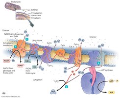 Arrangement of electron transport chain molecules