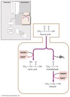 Examples of fermentation pathways and products