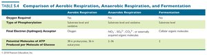 Table comparing aerobic respiration, anaerobic respiration, and fermentation
