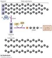 Catabolism of a triglyceride molecule