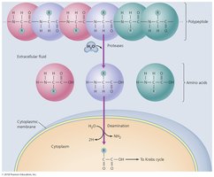 Protein catabolism pathway
