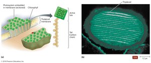 Photosynthetic structures in a prokaryote