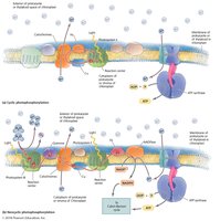 Light-dependent reactions: cyclic and noncyclic photophosphorylation