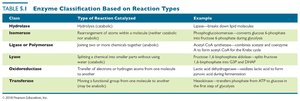 Table of enzyme classification based on reaction types