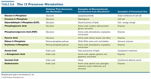 Table of the 12 precursor metabolites