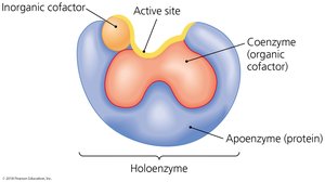 Diagram of a holoenzyme showing apoenzyme, coenzyme, and inorganic cofactor